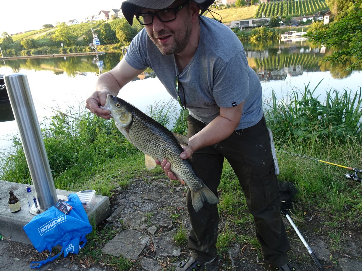 3er Döbel 63cm