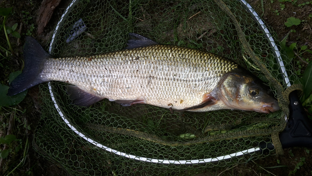 Nase 45cm