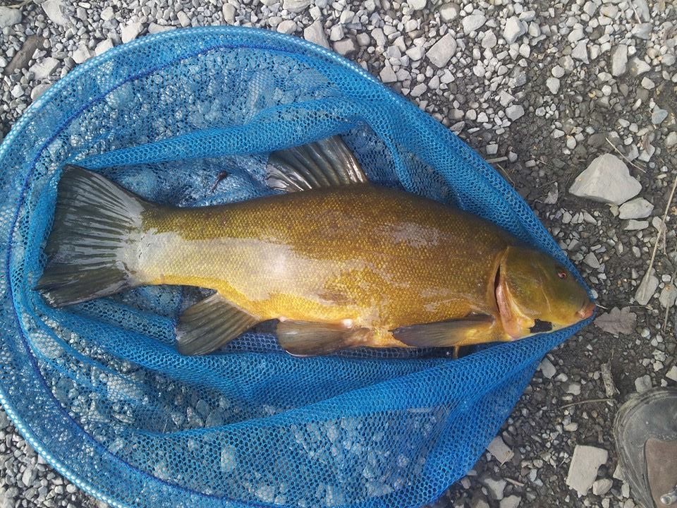 Schelie 55cm