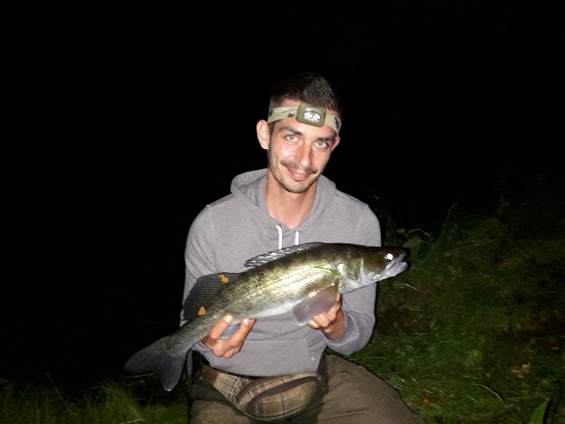 55er Zander