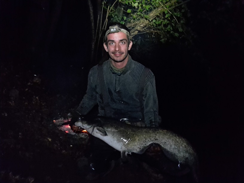 135cm Wels
